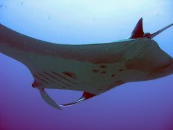 more of manta encounters by Gordana Zdjelar 